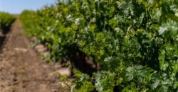 Paso Robles Vineyard For Sale w/ Pomegranates – Highlands District