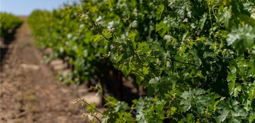 Paso Robles Vineyard For Sale w/ Pomegranates – Highlands District
