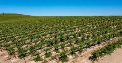 Paso Robles Vineyard For Sale w/ Pomegranates – Highlands District