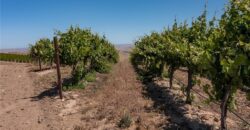 Paso Robles Vineyard For Sale w/ Pomegranates – Highlands District