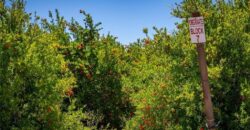 Paso Robles Vineyard For Sale w/ Pomegranates – Highlands District