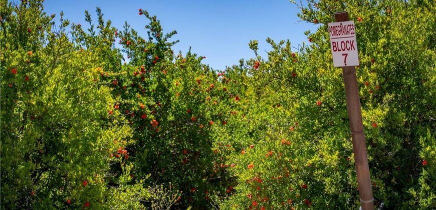 Paso Robles Vineyard For Sale w/ Pomegranates – Highlands District