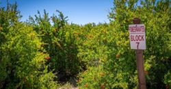 Paso Robles Vineyard For Sale w/ Pomegranates – Highlands District