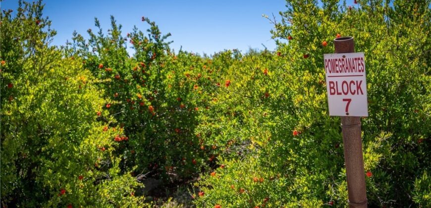 Paso Robles Vineyard For Sale w/ Pomegranates – Highlands District