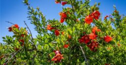 Paso Robles Vineyard For Sale w/ Pomegranates – Highlands District