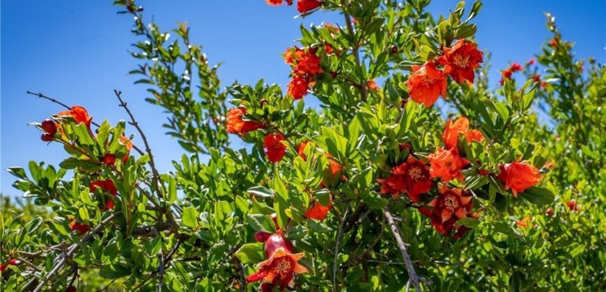 Paso Robles Vineyard For Sale w/ Pomegranates – Highlands District