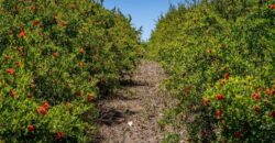 Paso Robles Vineyard For Sale w/ Pomegranates – Highlands District