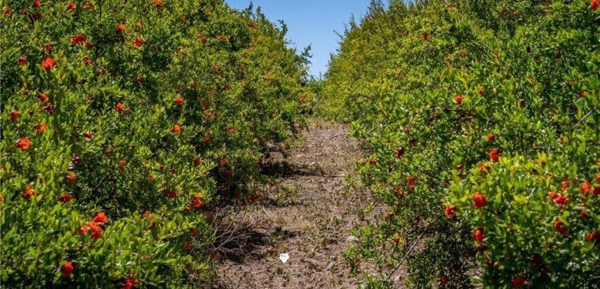Paso Robles Vineyard For Sale w/ Pomegranates – Highlands District