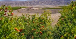 Paso Robles Vineyard For Sale w/ Pomegranates – Highlands District