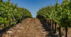 Paso Robles Vineyard For Sale w/ Pomegranates – Highlands District