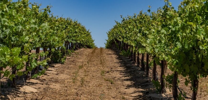 Paso Robles Vineyard For Sale w/ Pomegranates – Highlands District