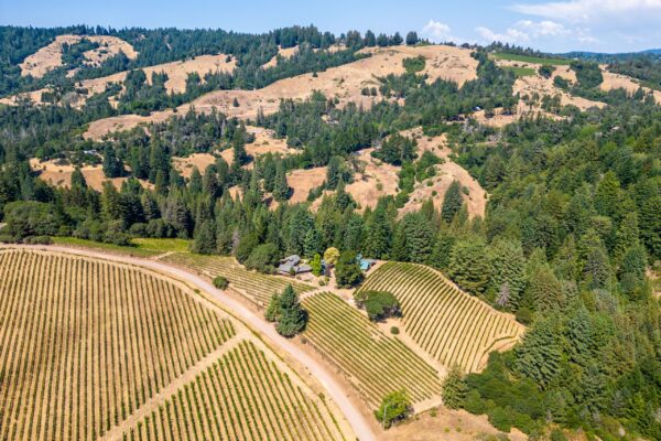 Romani Vineyard