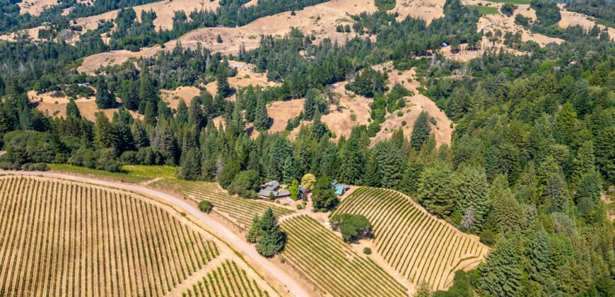 Romani Vineyard